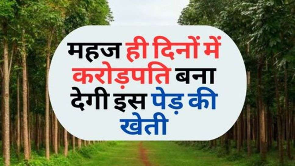 Small Business Ideas : महज ही दिनों में करोड़पति बना देगी इस पेड़ की खेती, बीज, पत्तियां, छाल, लकड़ी सबकुछ बिकेगा