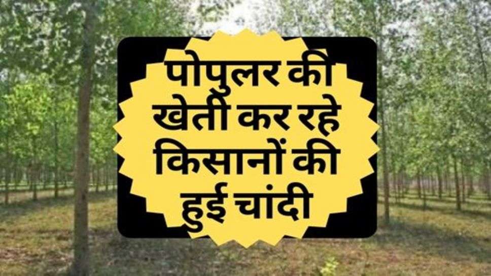 Kisan News : पोपुलर की खेती कर रहे किसानों की हुई चांदी, कीमतों में हुई इतनी बढोंतरी