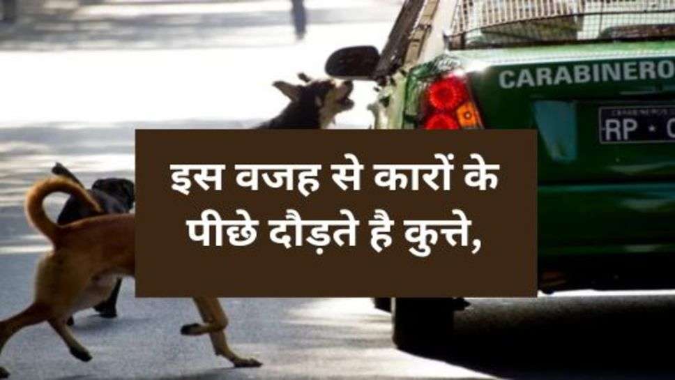 why dogs run after vehicles : इस वजह से कारों के पीछे दौड़ते है कुत्ते, आप भी जानें वजह