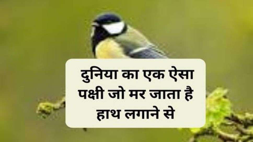 World Birds : दुनिया का एक ऐसा पक्षी जो मर जाता है हाथ लगाने से