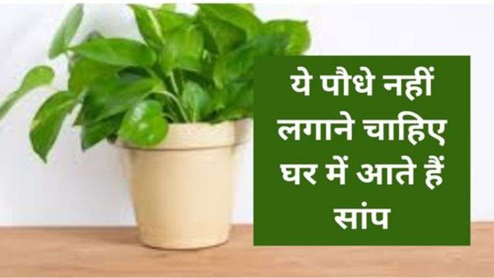 Money Plants :ये पौधे नहीं लगाने चाहिए घर में आते हैं सांप