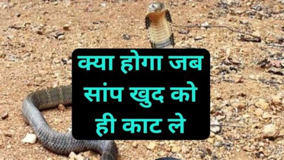 Snake Bite: क्या होगा जब सांप खुद को ही काट ले