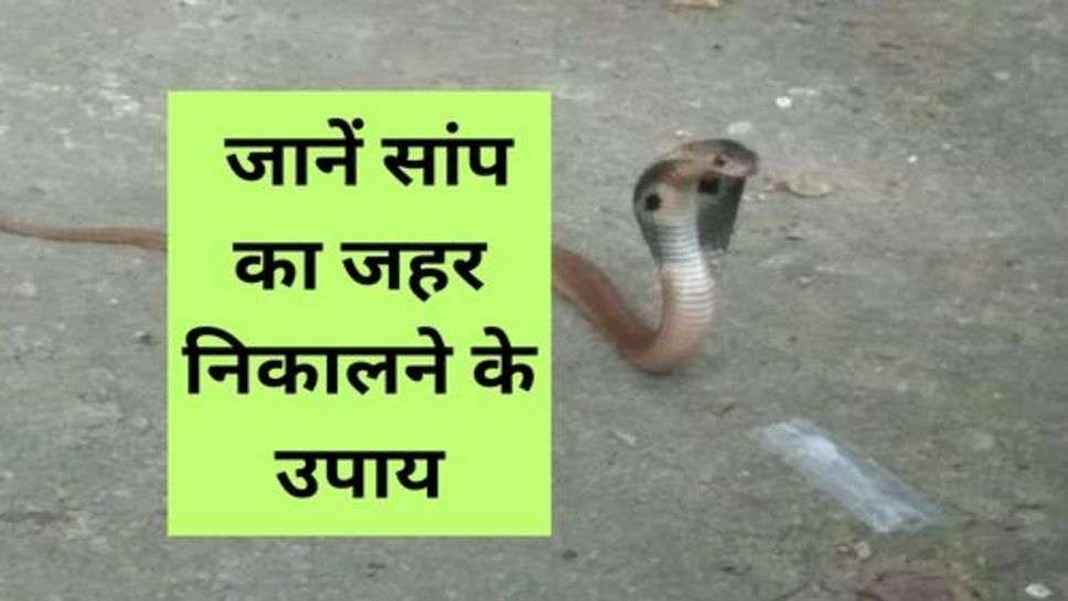 King cobra : जानें सांप का जहर निकालने के उपाय