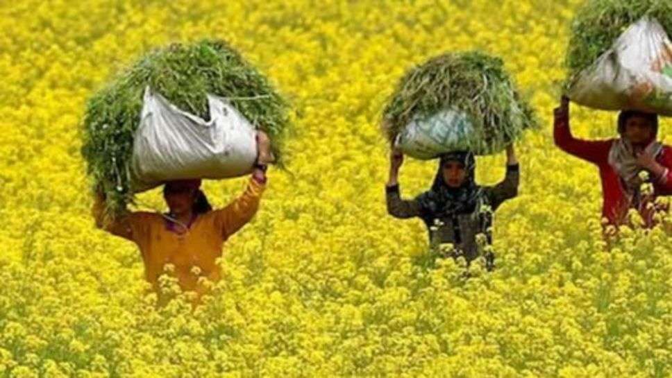 Kisan News :  सरसों बिजाई के दौरान कृषि विभाग की सिफारिश पर अमल करें किसान