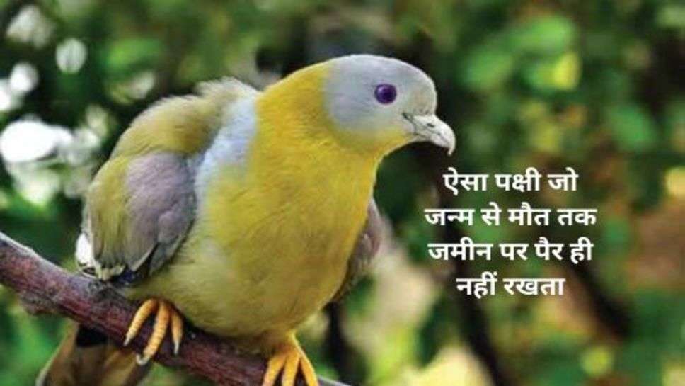 Bird That Never Sets Foot on the Ground: इकलौते ऐसा पक्षी जो जन्म से मौत तक जमीन पर पैर ही नहीं रखता, कोई नहीं ढूंढ पाया इसका जवाब