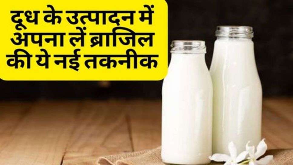 Milk Production : दूध के उत्पादन में अपना लें ब्राजिल की ये नई तकनीक, आय होगी दौगुनी