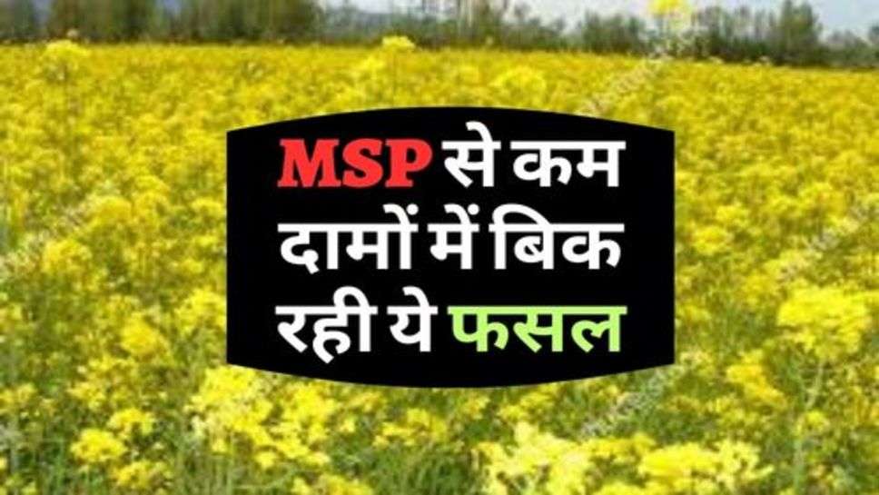 किसानों के लिए बड़ी सुचना, MSP से कम दामों में बिक रही ये फसल