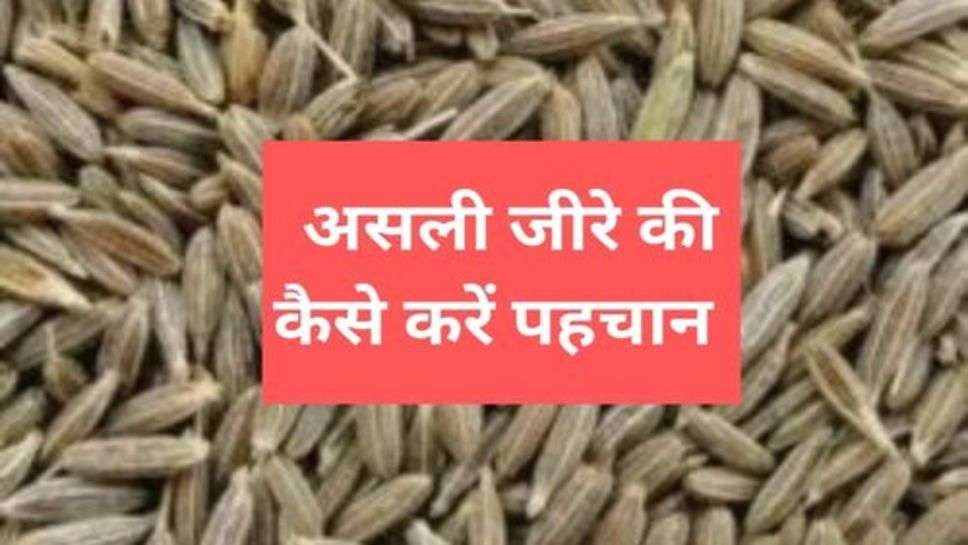 Health Tips : असली जीरे की कैसे करें पहचान