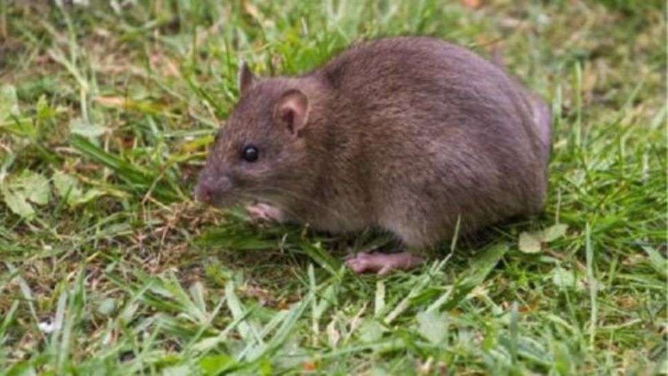 How To Kill Rats: खेत में फसल खराब कर रहे चुहों का नेचुरल तरीकों से करे सफाया