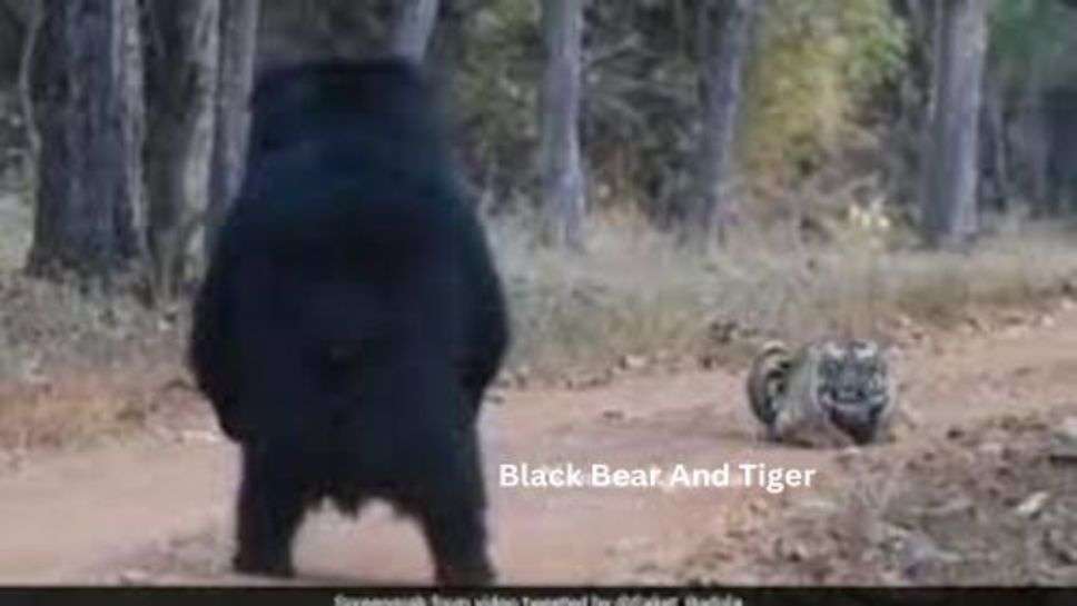 Black Bear And Tiger: जंगल में बाघ के पीछे-पीछे चल रहा था काला भालू, फिर जो देखकर सबके होश उड़ गए