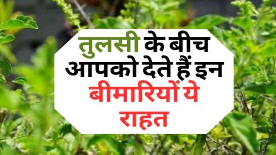 Tulsi Benefits : तुलसी के बीच आपको देते हैं इन बीमारियों ये राहत, ऐसे करें सेवन