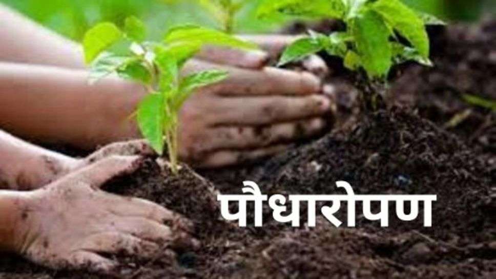 Haryana News: हल्का कलानौर  में चलाया गया पौधारोपण का अभियान