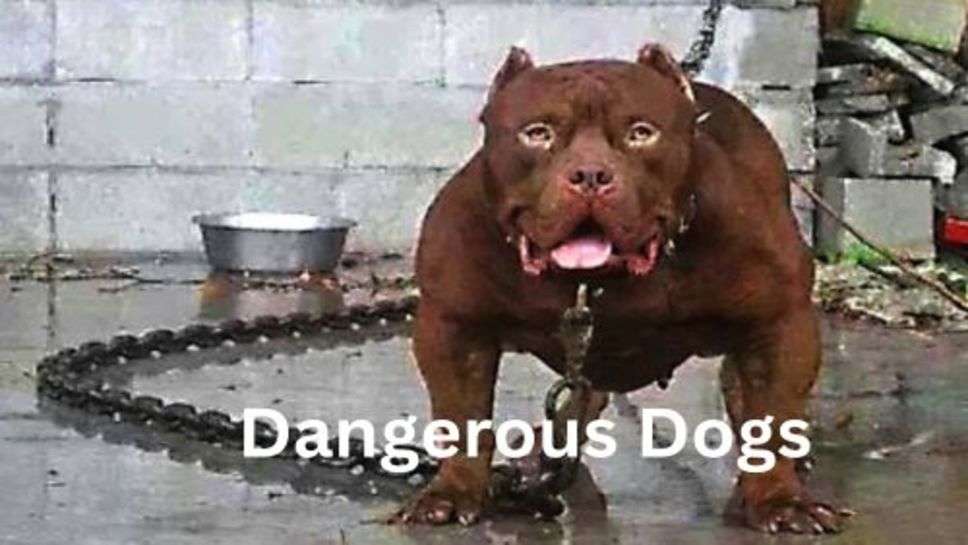 Dangerous Dogs Breeds: भूलकर भी नां लेकर आएं घर में इन नस्लों के कुत्ते, होते हैं बेहद ही ,खतरनाक