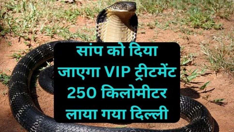 King Cobra VIP Treatment: सांप को दिया जाएगा VIP ट्रीटमेंट 250 किलोमीटर लाया गया दिल्ली, क्या है इसकी वजह