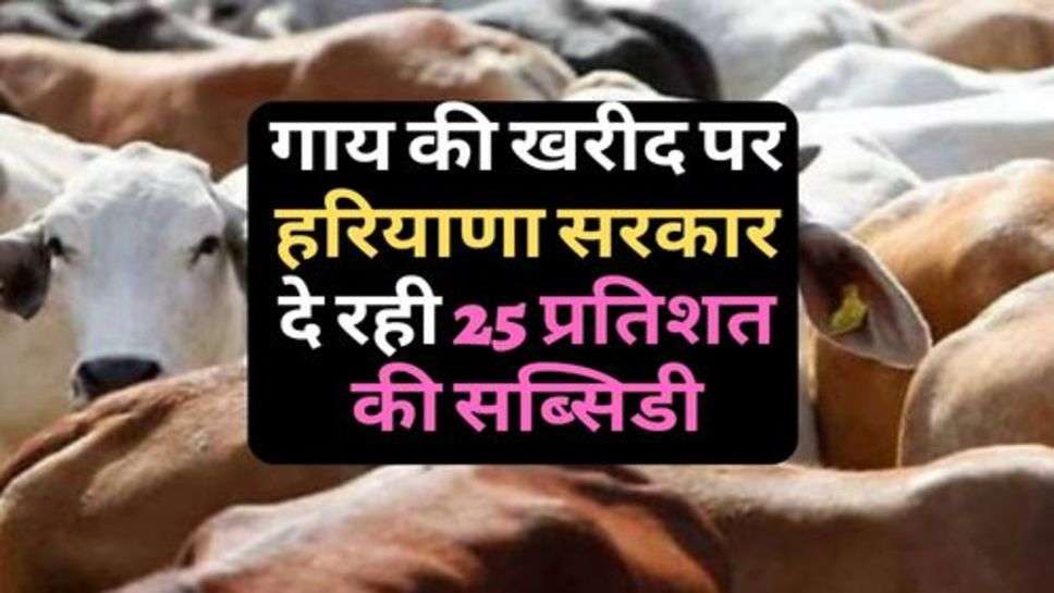 Haryana News : गाय की खरीद पर हरियाणा सरकार दे रही 25 प्रतिशत की सब्सिडी