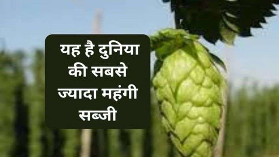 Health Tips : यह है दुनिया की सबसे ज्यादा महंगी सब्जी