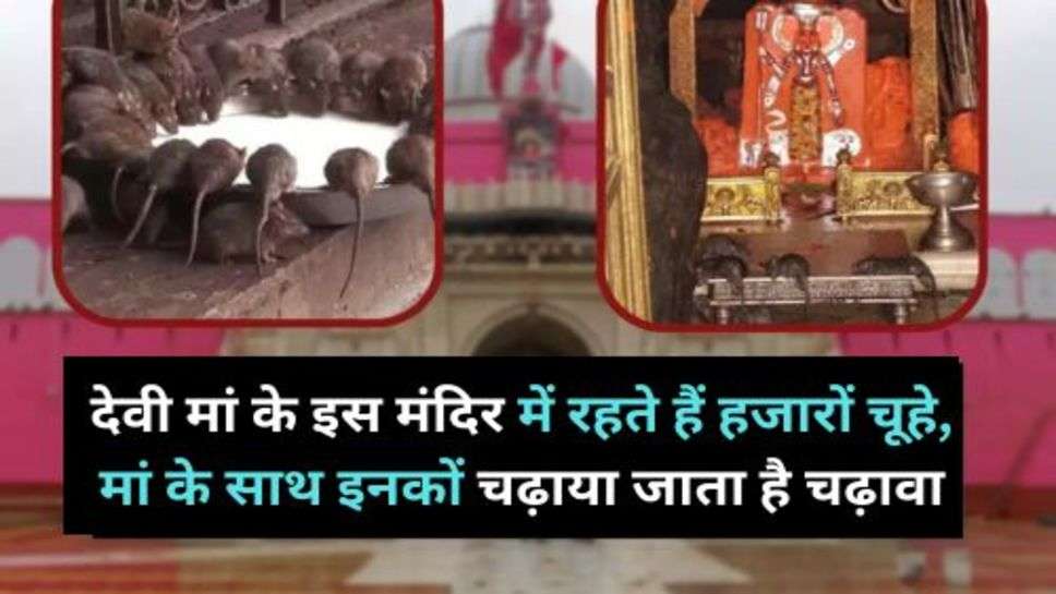 Rajasthan : देवी मां के इस मंदिर में रहते हैं हजारों चूहे, मां के साथ इनकों चढ़ाया जाता है चढ़ावा