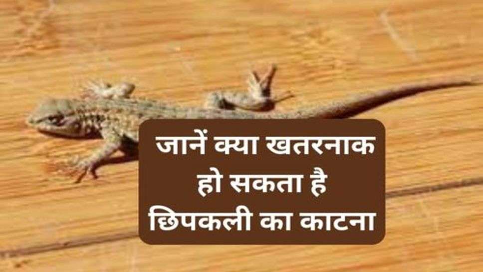 Lizard News : जानें क्या खतरनाक हो सकता है छिपकली का काटना