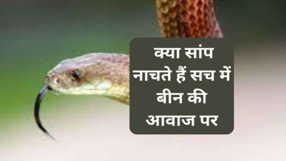 Snakes : क्या सांप नाचते हैं सच में बीन की आवाज पर