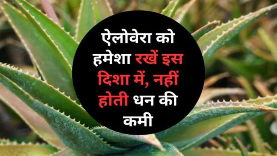 Aloevera Vastu Tips : ऐलोवेरा को हमेशा रखें इस दिशा में, नहीं होती धन की कमी