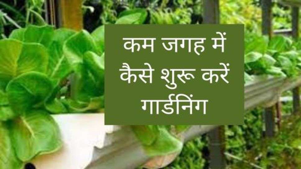 Gardening Tips :कम जगह में कैसे शुरू करें गार्डनिंग