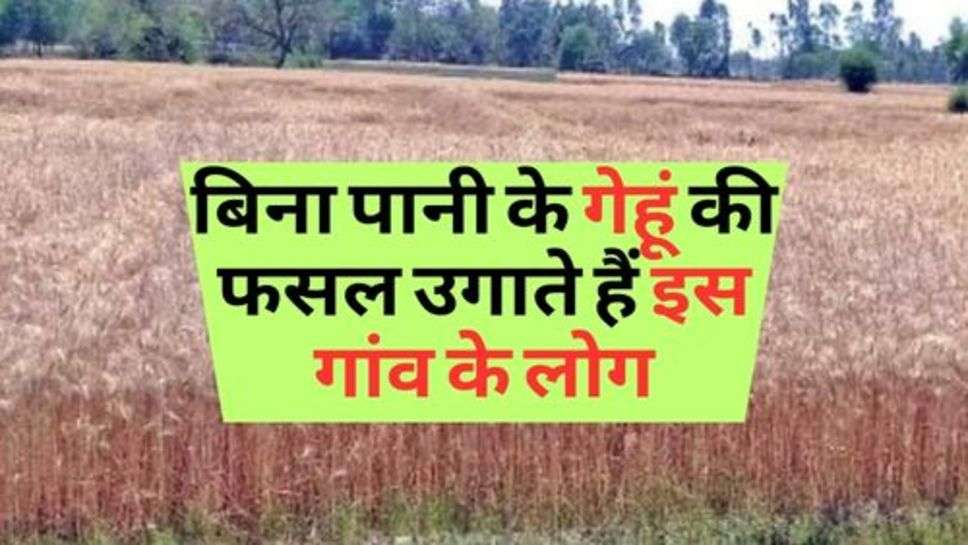 Farmer News : बिना पानी के गेहूं की फसल उगाते हैं इस गांव के लोग, जानें कैसे