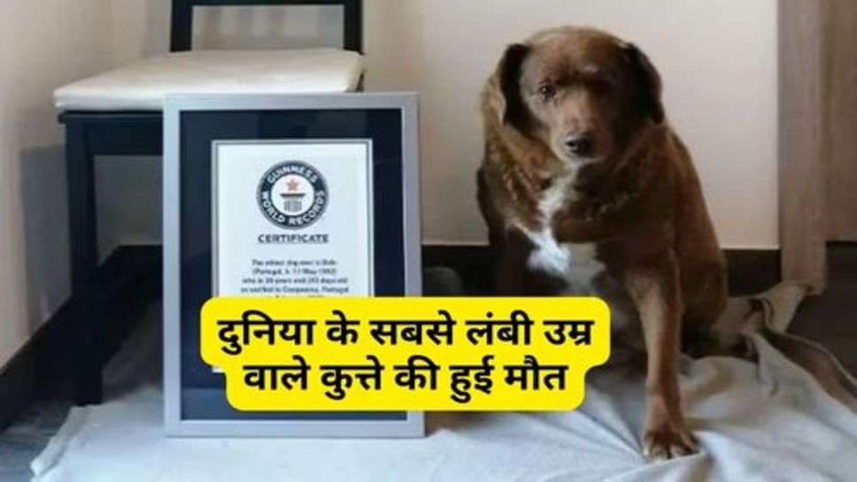 World's Oldest Dog Dies : दुनिया के सबसे लंबी उम्र वाले कुत्ते की हुई मौत, देखने में था ऐसा