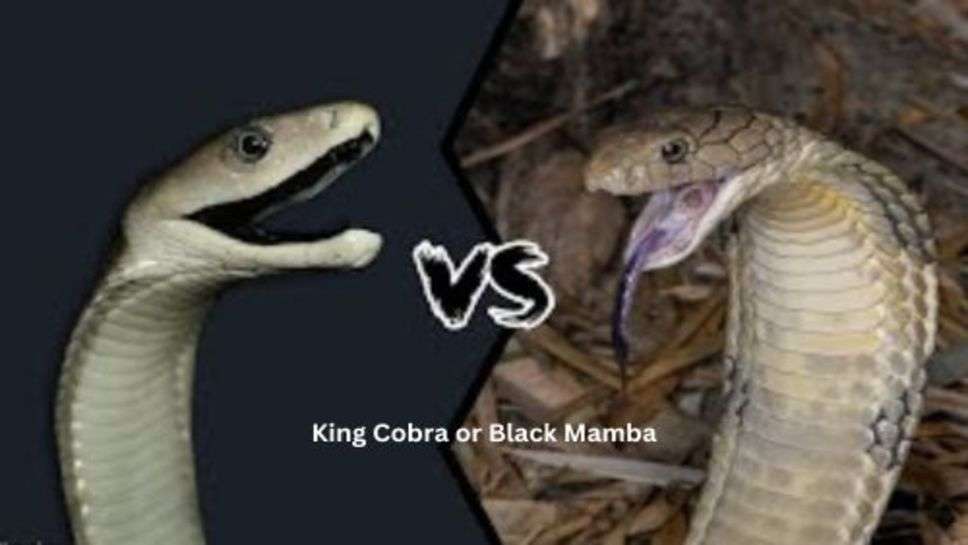 King Cobra or Black Mamba: किंग कोबरा यां ब्लैक मांबा, कौन है जहरीला और खतरनाक