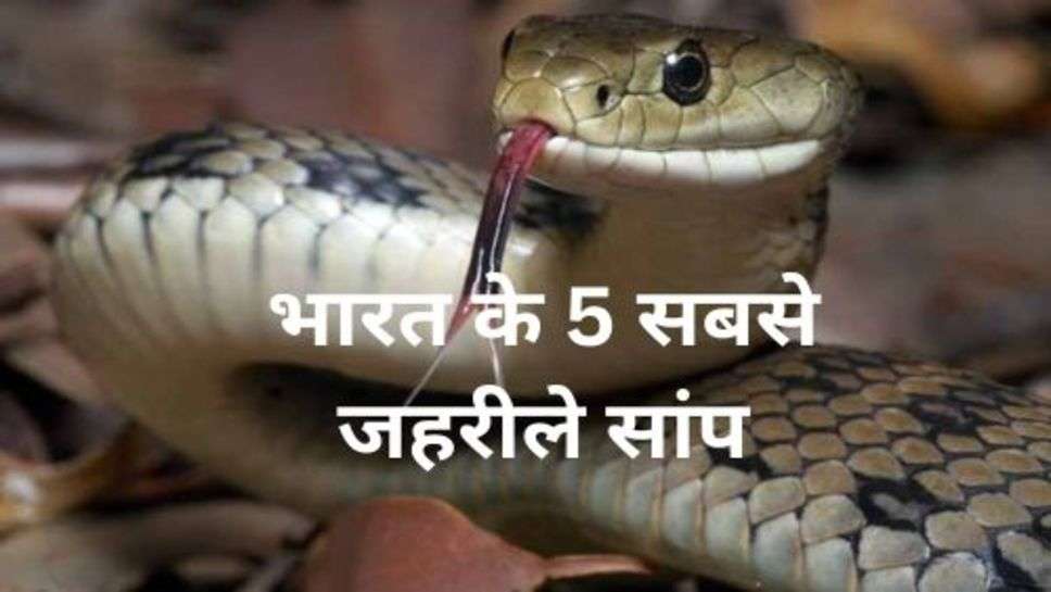 Most Poisonous Snakes: भारत के 5 सबसे जहरीले सांप, देखते ही भागने में भलाई