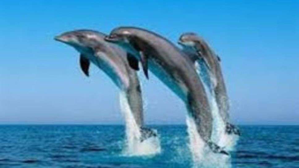 Dolphin : अब गंगा में आपके साथ खेलेंगी डॉल्फिन