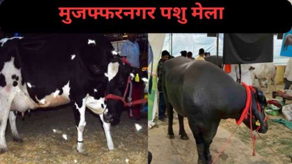 Muzaffarnagar Cattle Fair: मुजफ्फरनगर पशु मेले में पहुंचे इस भैंसे नें लुट ली महफिल, कीमत जान रह जाएंगे हैरान