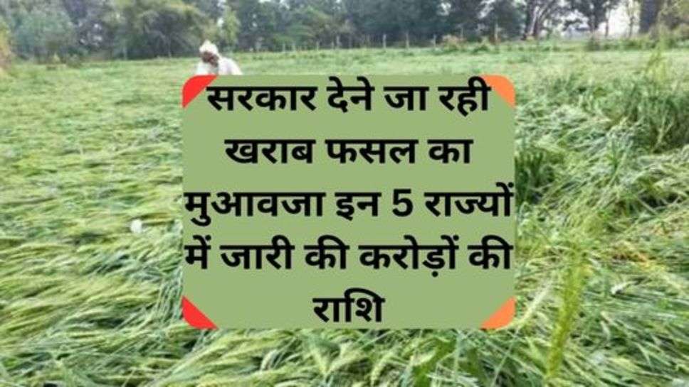 Crop Damage Compensation: सरकार देने जा रही खराब फसल का मुआवजा इन 5 राज्यों में जारी की करोड़ों की राशि