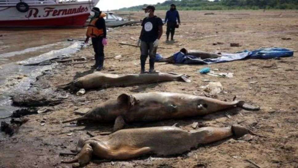 Dolphin Death : अमेजन नदी में मिले 120 डॉल्फिन मछलियों के शव, मौत की वजह जान हैरान हुए लोग