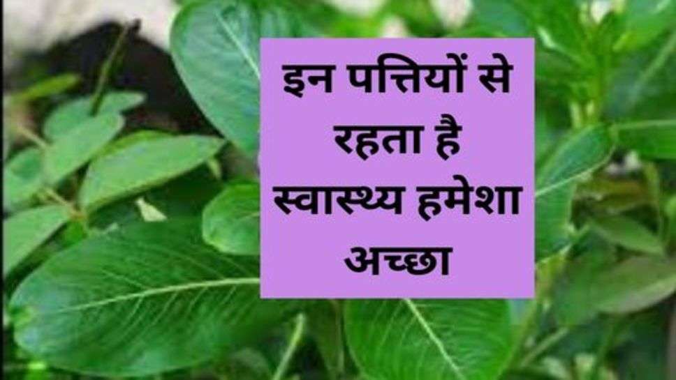 Health Tips : इन पत्तियों से रहता है स्वास्थ्य हमेशा अच्छा