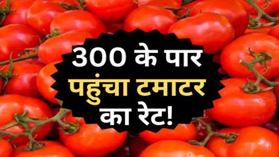 Tomato Price : 300 के पार पहुंचा टमाटर का रेट!