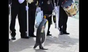 The Penguin : इस देश की आर्मी में मेनेजर की पोस्ट पर पेंगुइन करते हैं नौकरी