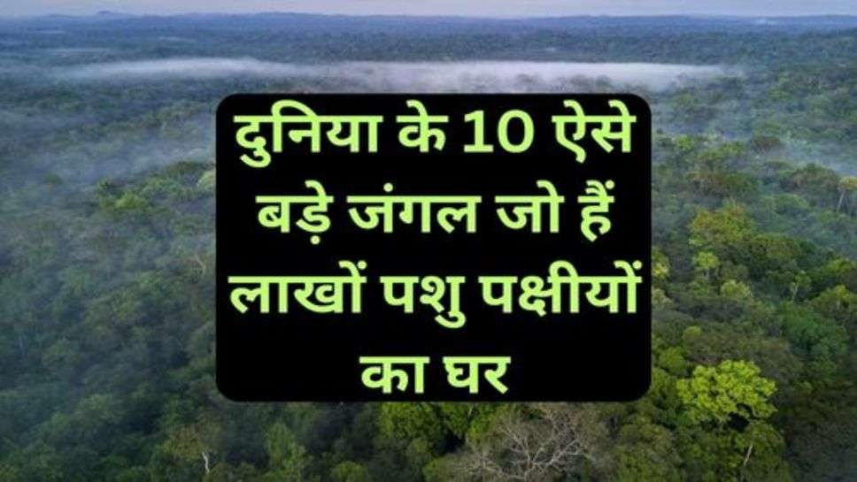 10 Such Big Forests of the World:दुनिया के 10 ऐसे बड़े जंगल जो हैं लाखों पशु पक्षीयों का घर