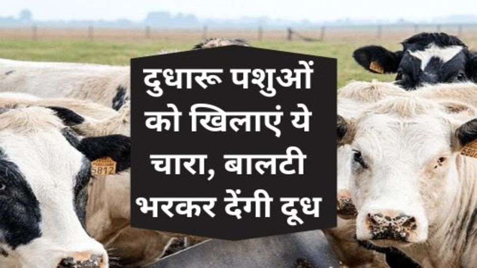 Dairy Farming : दुधारू पशुओं को खिलाएं ये चारा, बालटी भरकर देंगी दूध