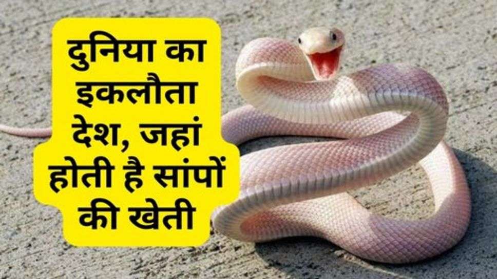 Snake Farming : दुनिया का इकलौता देश, जहां होती है सांपों की खेती