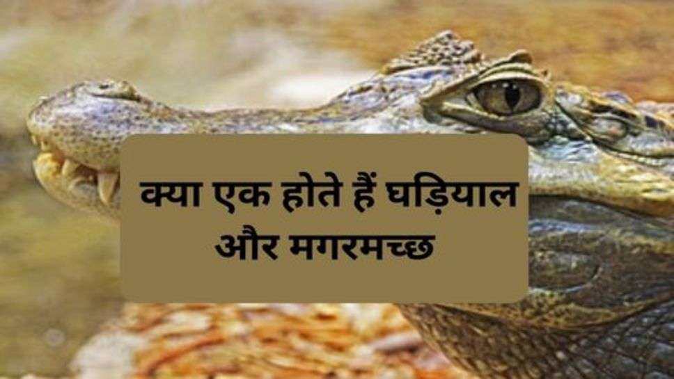 Creatures : क्या एक होते हैं घड़ियाल और मगरमच्छ