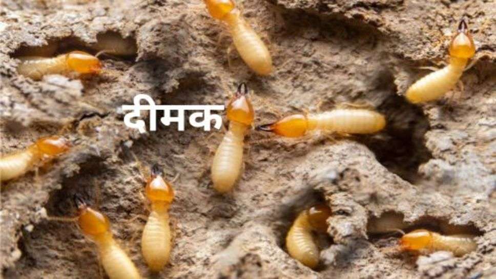 Termite:दीमक को जड़ से खत्म कर हमेशा के लिए छुटकारा पाने के लिए अपनाएं ये तरीका