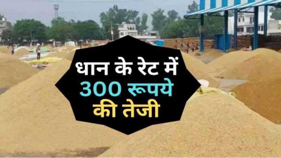 Rice Latest Price : धान के रेट में 300 रूपये की तेजी, किसान खुश