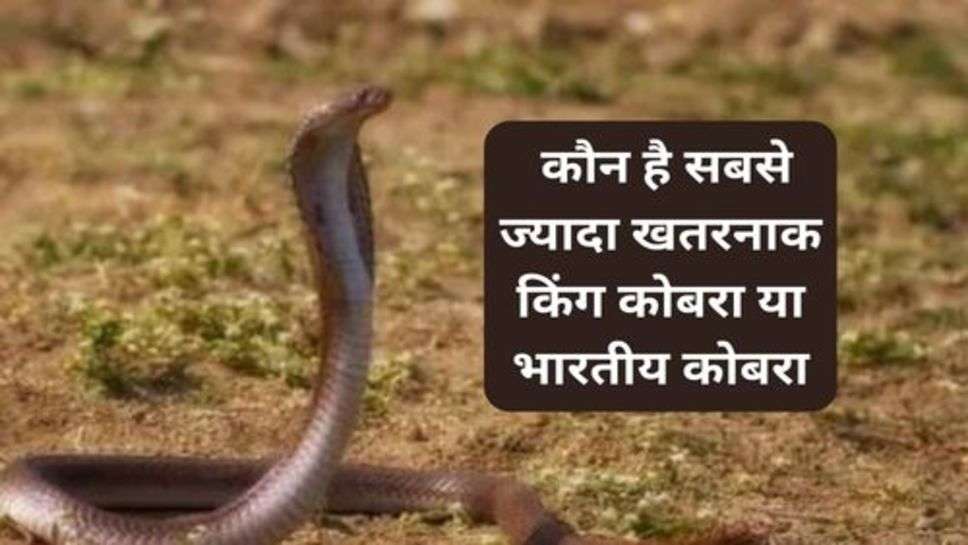 Snake : कौन है सबसे ज्यादा खतरनाक किंग कोबरा या भारतीय कोबरा