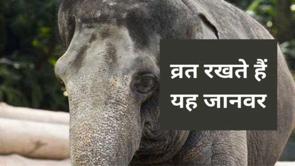 Animal : व्रत रखते हैं यह जानवर