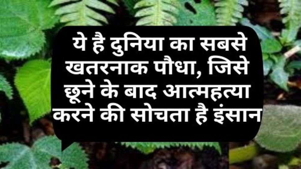 Suicide Plant:  ये है दुनिया का सबसे खतरनाक पौधा, जिसे छूने के बाद आत्महत्या करने की सोचता है इंसान