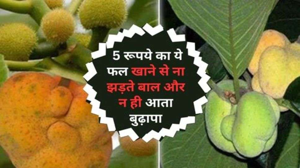 Health Tips : 5 रूपये का ये फल खाने से ना झड़ते बाल और न ही आता बुढ़ापा, आज ही करें सेवन