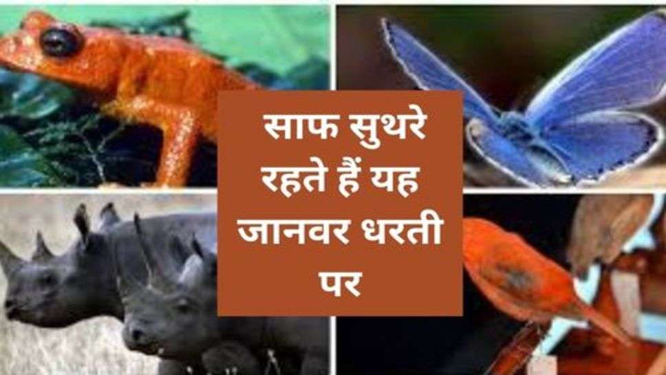 Animals : साफ सुथरे रहते हैं यह जानवर धरती पर