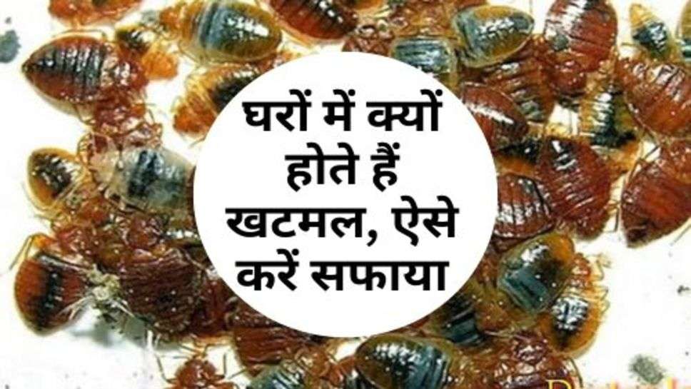 Bedbugs: घरों में क्यों होते हैं खटमल, ऐसे करें सफाया