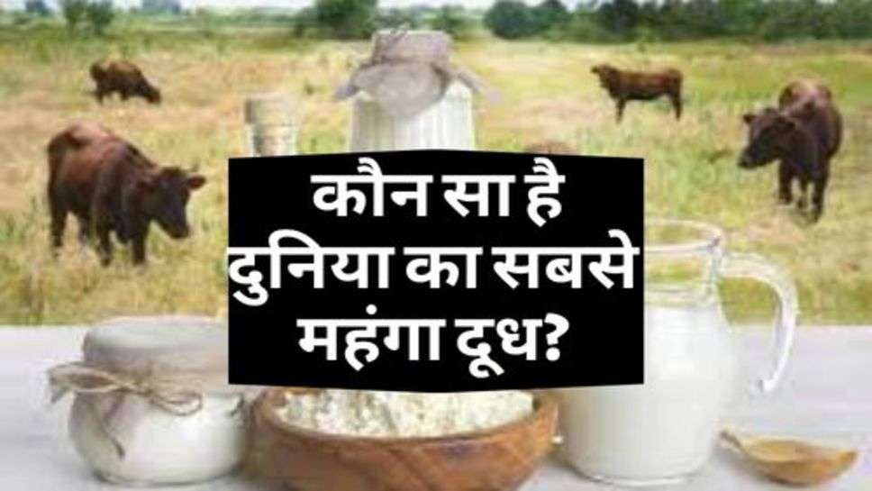 Expensive Milk : जानिए, कौन सा है दुनिया का सबसे महंगा दूध?