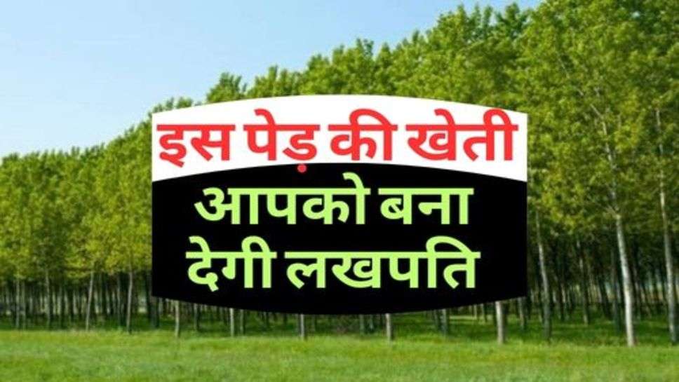 Farming Ideas : इस पेड़ की खेती आपको बना देगी लखपति